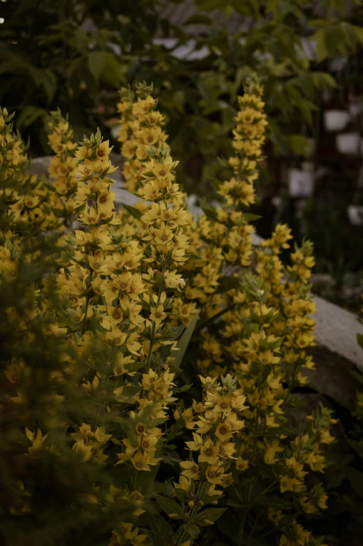 a bush of yellow flowers by some bushes