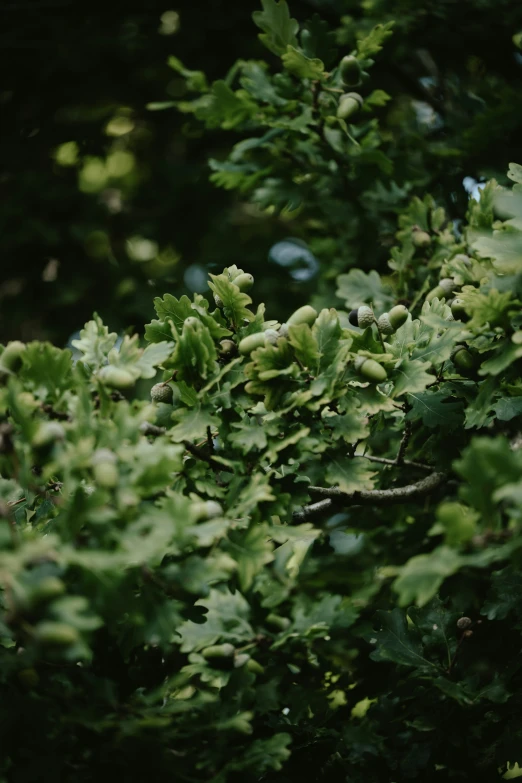 an image of green leafy plants growing in the middle of the woods