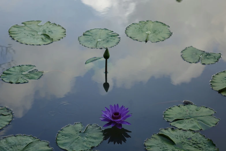 water lilies are blooming in the pond next to the sky