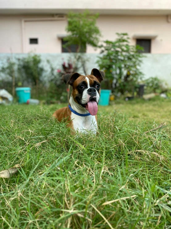 a brown and white dog sticking its tongue out