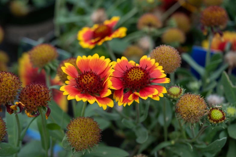 colorful flowers with green leaves surrounding them in a garden