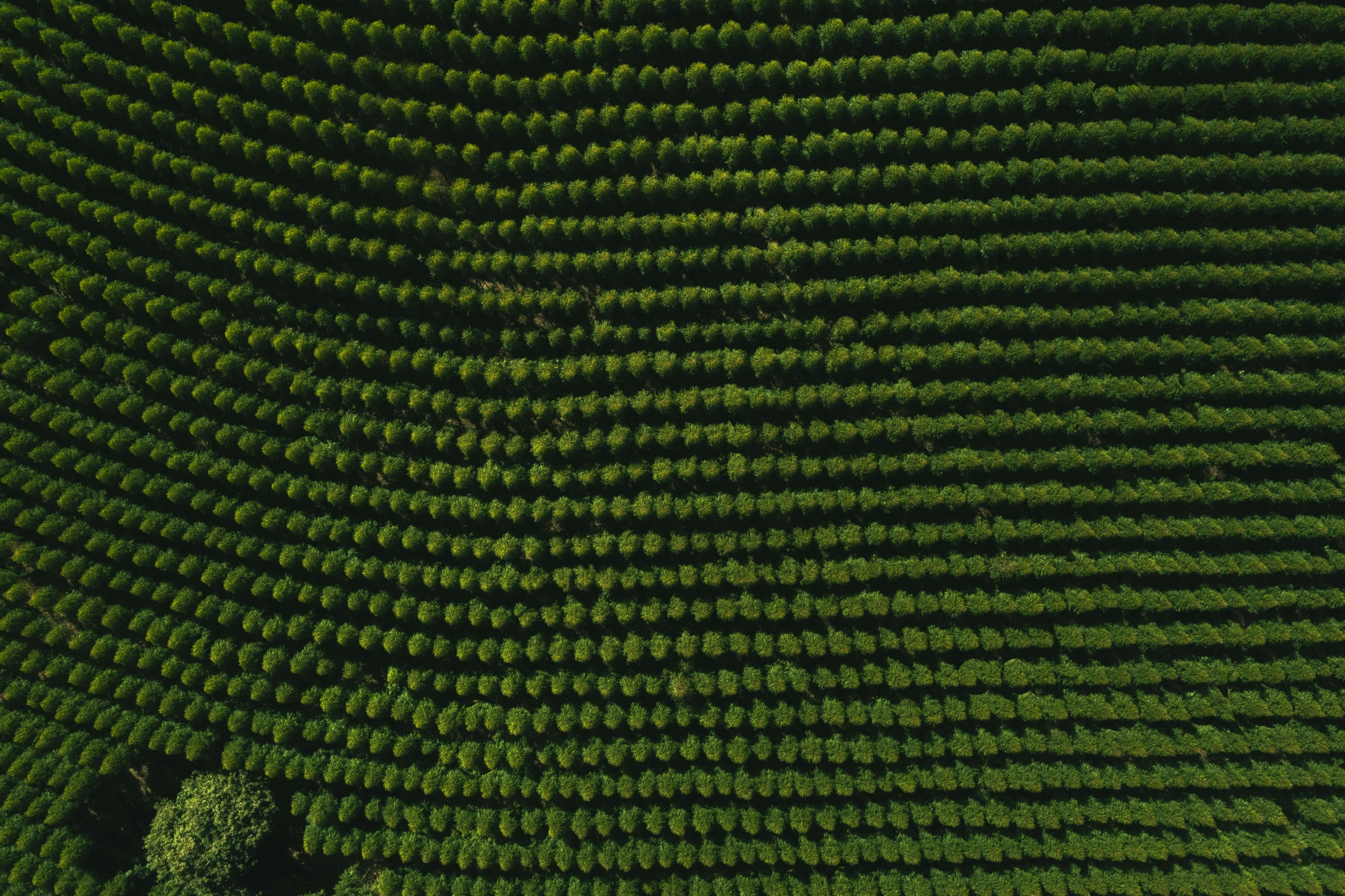 a very large grassy field next to trees