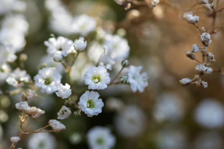 small white flowers are in a group of trees