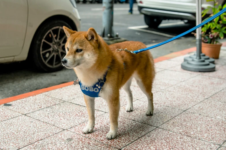 a little dog stands on a leash on the sidewalk