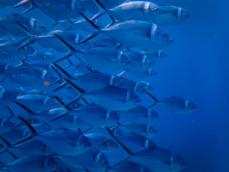 a school of fish swim in shallow blue water