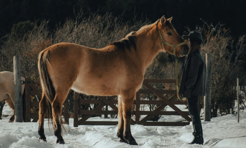 man standing in front of brown horse wearing winter clothes