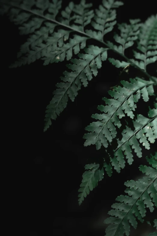 a close up of green leaves in the dark