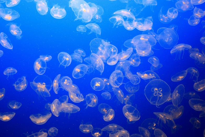 a bunch of jellyfish swimming in the ocean