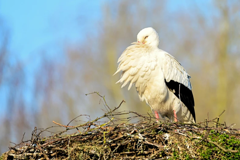 an african white bird perches on its nest