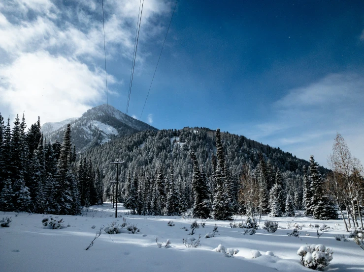 a snowy hill with trees in the background