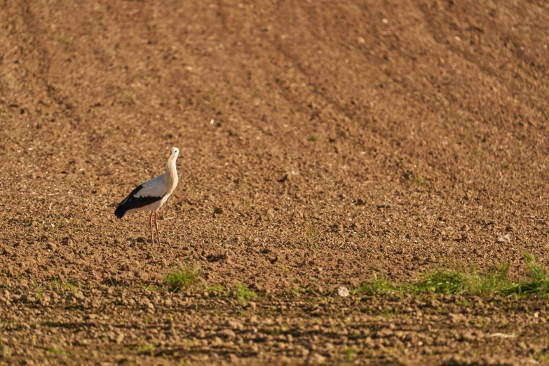 there is a small bird standing on the dirt