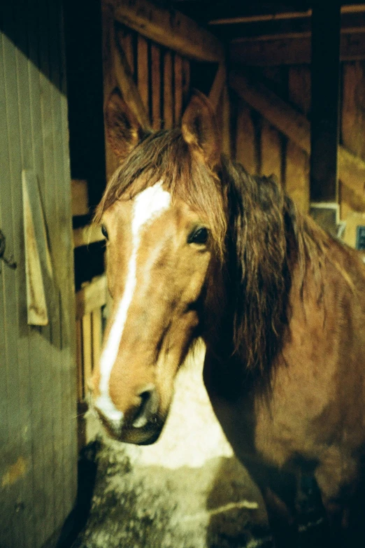 a horse looking through a fence of some kind