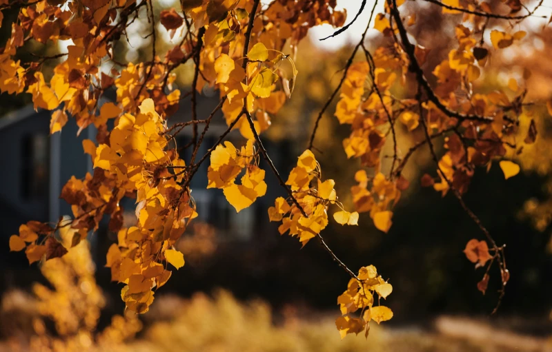 the nches of a tree are covered in yellow leaves