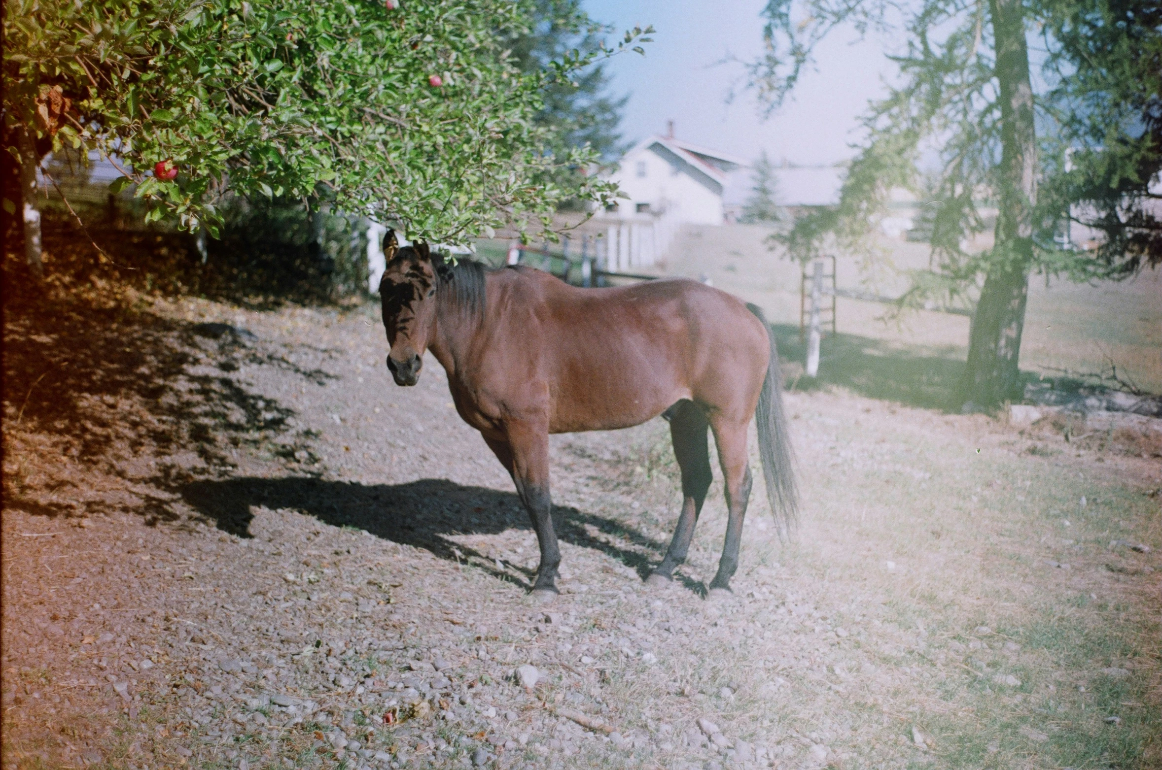 a horse is grazing on the side of a grassy hill