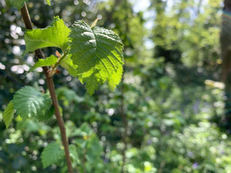 the leaves are green in color in the wild