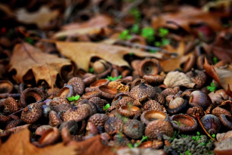 lots of leaf and acorns on the ground