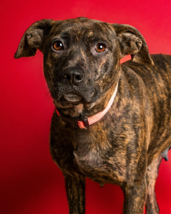 there is a dog standing next to a red wall