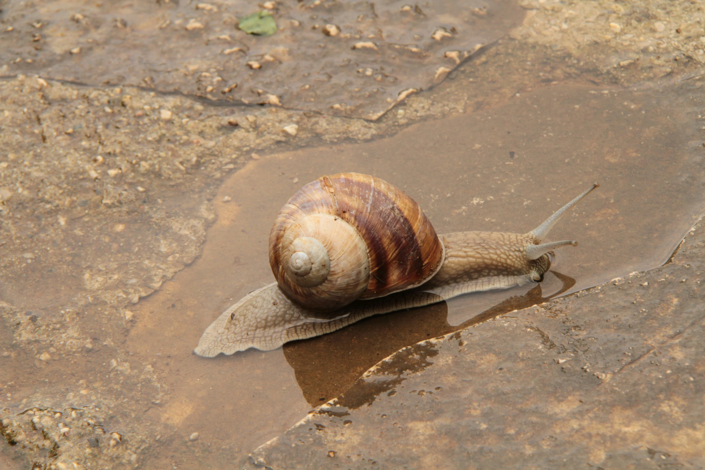 a snail crawling along a dirty surface in the mud