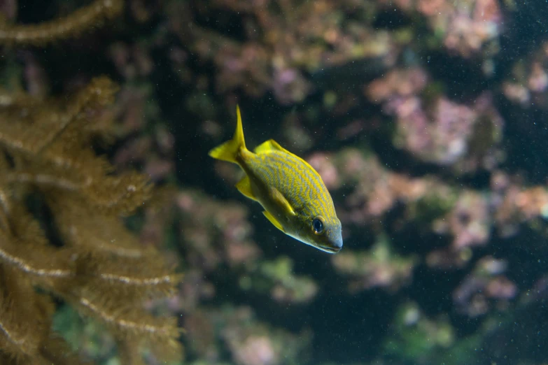 a yellow fish in a coral exhibit looking at soing