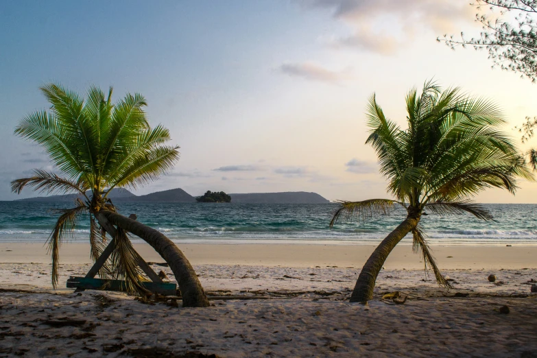 some trees are in the sand near the beach