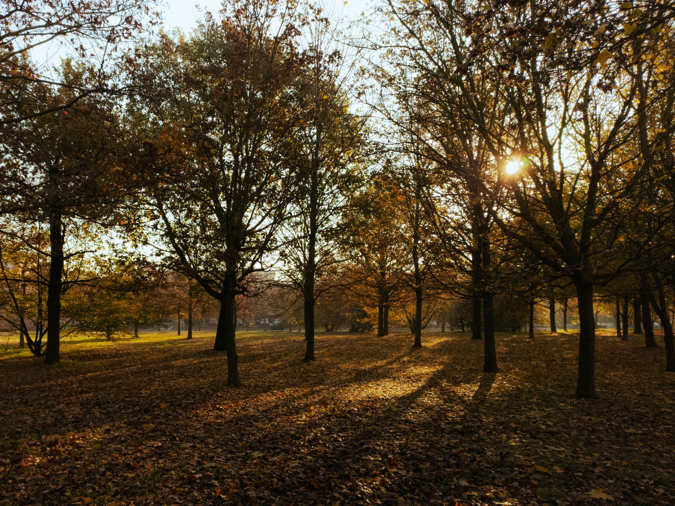 leaves scattered on the ground surrounding trees and grass