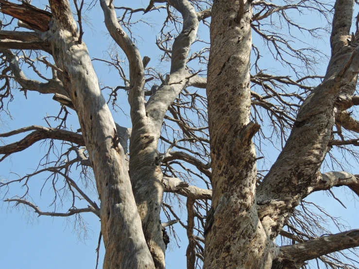 two large trees are standing together in a field