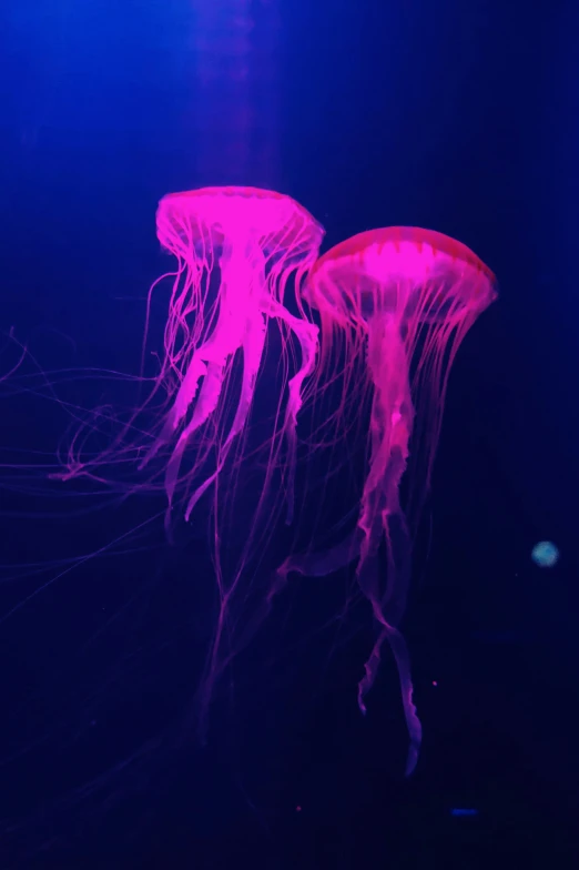 a purple jellyfish in the ocean in an aquarium