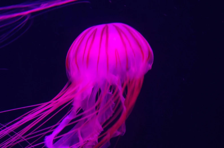 a bright pink jellyfish floats through the water