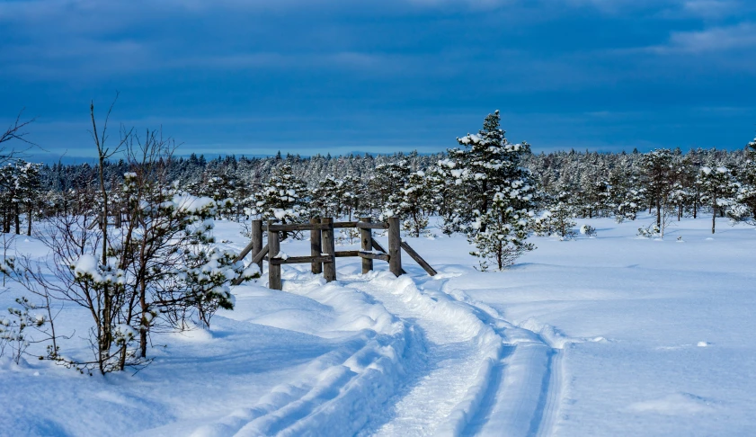 a single tree in the snow with tracks in the foreground