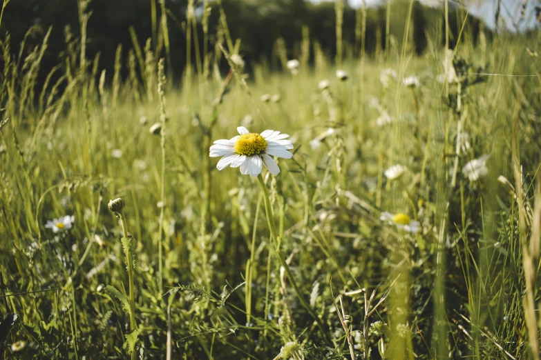 a white and yellow daisy in the middle of tall green grass