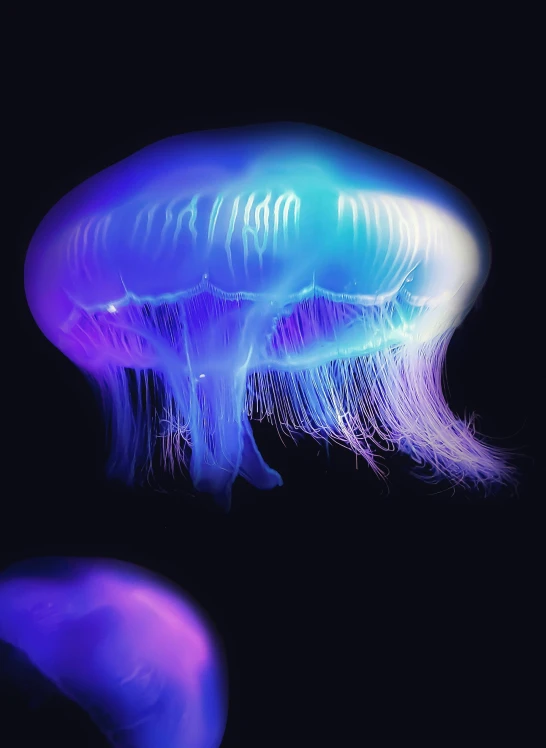 a bright purple and blue jellyfish sitting next to each other