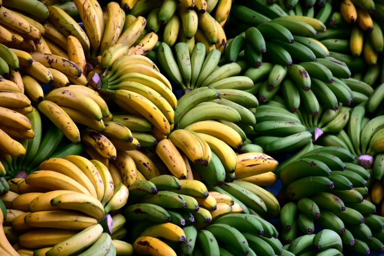 a close up of many bunches of bananas