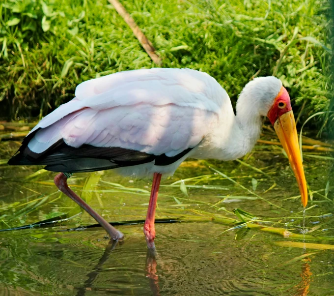 a bird with a long beak walks in water