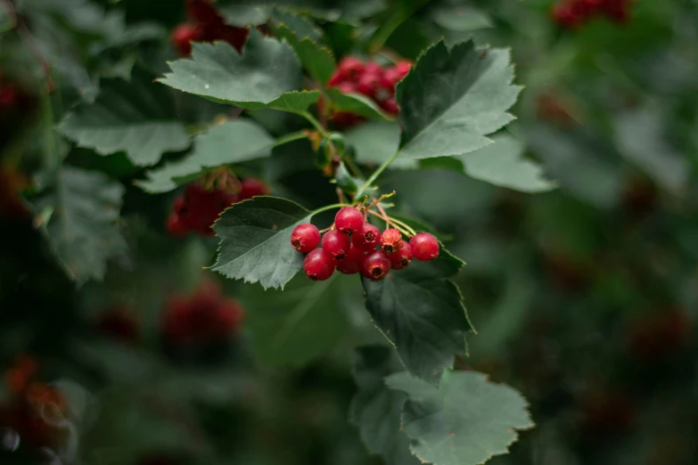 some red berries hang on the leaves of a tree