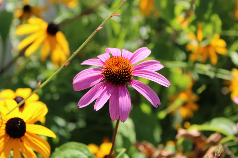 a group of bright yellow and purple flowers