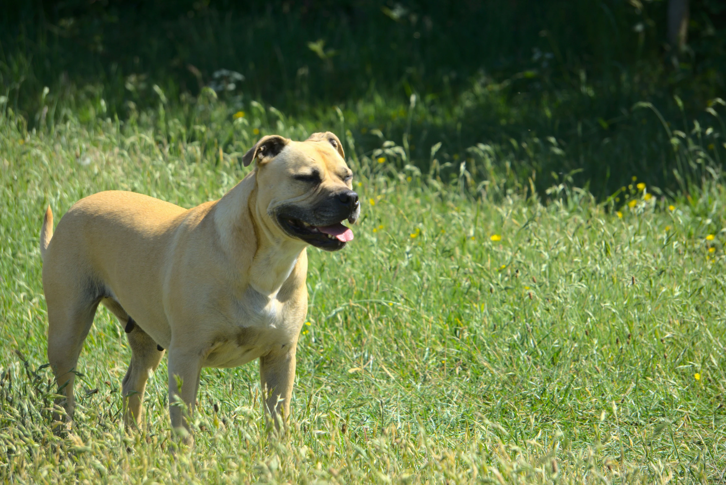 a dog standing on top of a lush green field