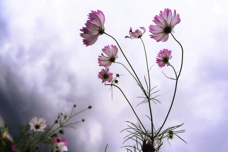 a flower grows out of the grass on a cloudy day