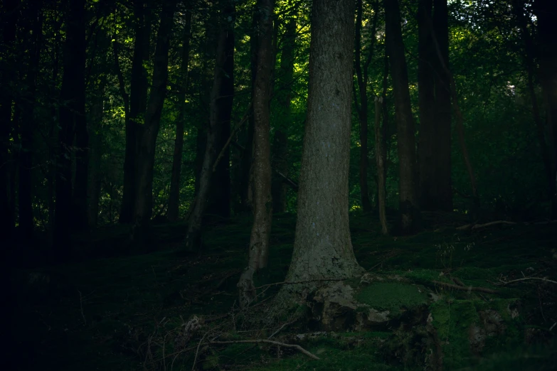 a tree with huge nches is standing in the middle of a forest