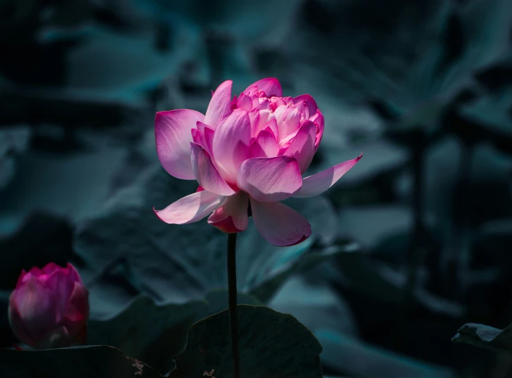 a large pink flower sitting on top of waterlilies