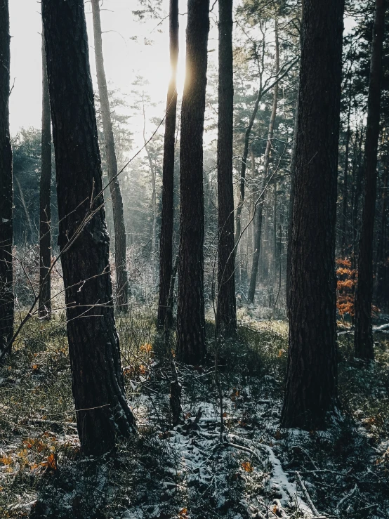 light shining through the nches of trees on a foggy day