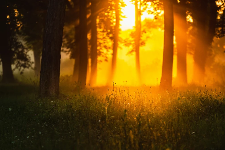 the sun is shining through the trees in the woods