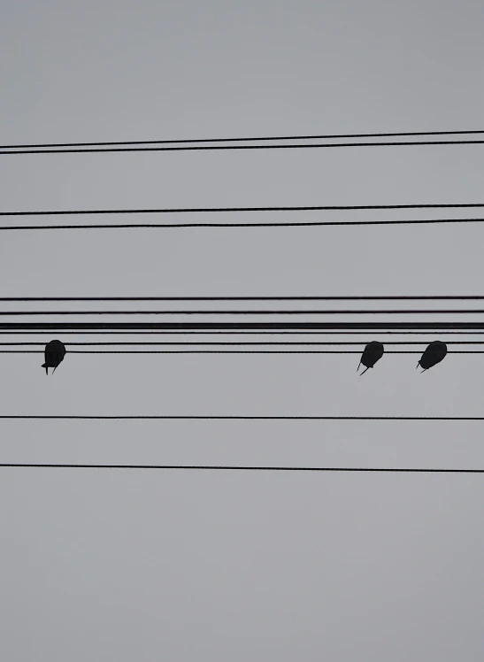 two birds perched on top of electric wires