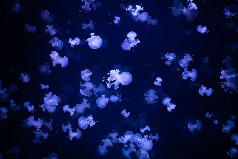 blue jellyfish swimming underwater in a dark sea