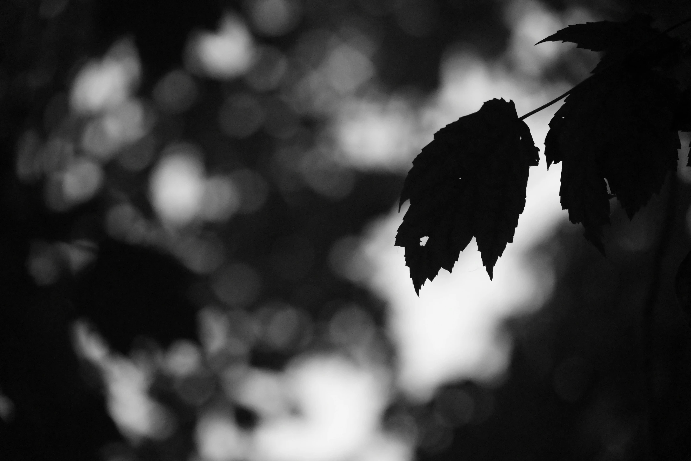 there is a black and white po of some leaves