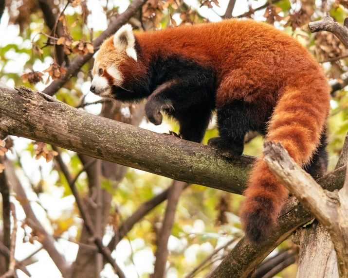 a small red panda climbing up a tree nch