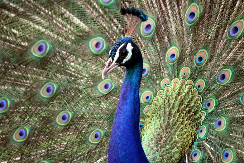 an peacock shows off its feathers with his tail