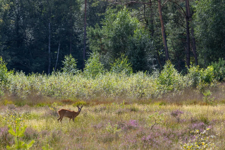 a deer standing in the middle of a field