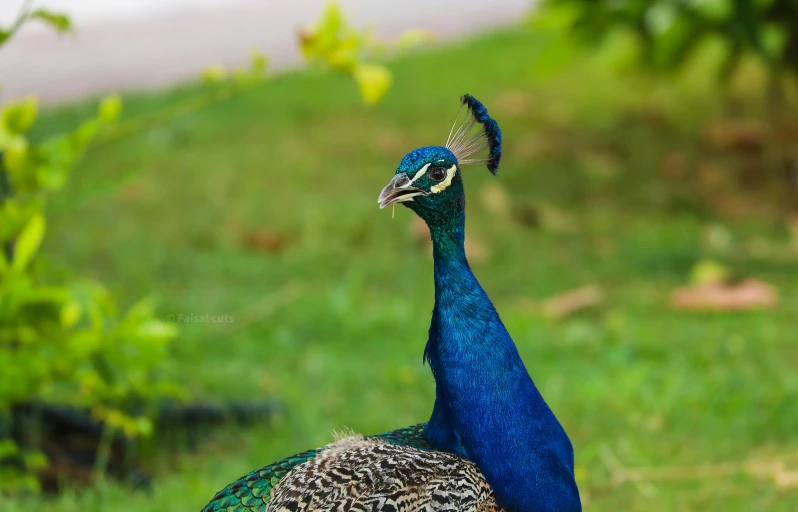 there is a blue bird with black spots on it's head