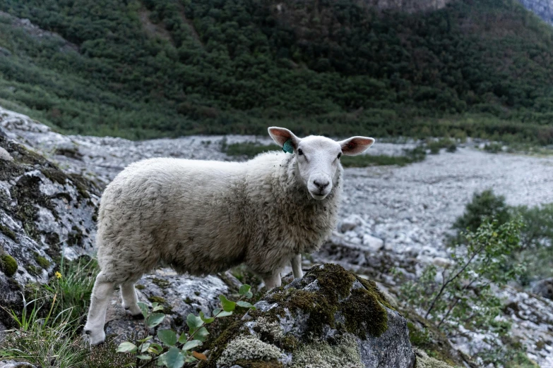a small sheep standing on a mountain in the wild