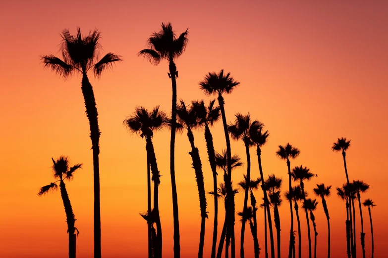 a bunch of palm trees are growing at sunset